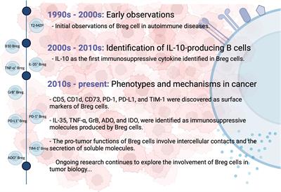 Exploring the dual role of B cells in solid tumors: implications for head and neck squamous cell carcinoma